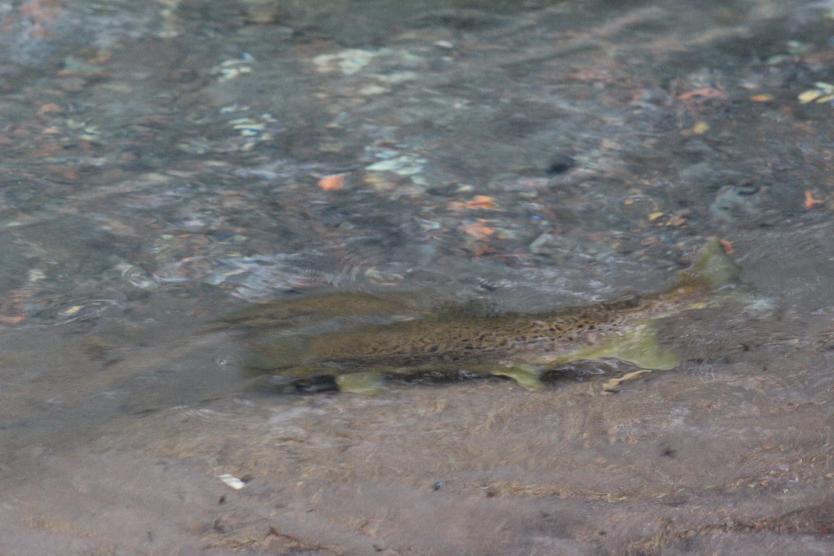 Sigilo y Observación: La Importancia de Detectar los Peces en la Pesca con Mosca